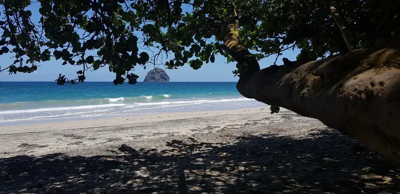La plage à l'ombre des arbres